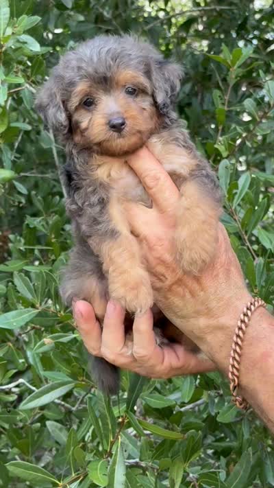 Jan, a female Miniature Aussiedoodle for sale in Tampa, FL – 2 of 10