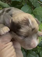 Maple Chocolate Merle, a male Cockapoo for sale in Tampa, FL – 7 of 8