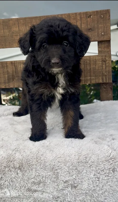 Millie – Miniature Aussiedoodle puppy for sale in Tampa, FL