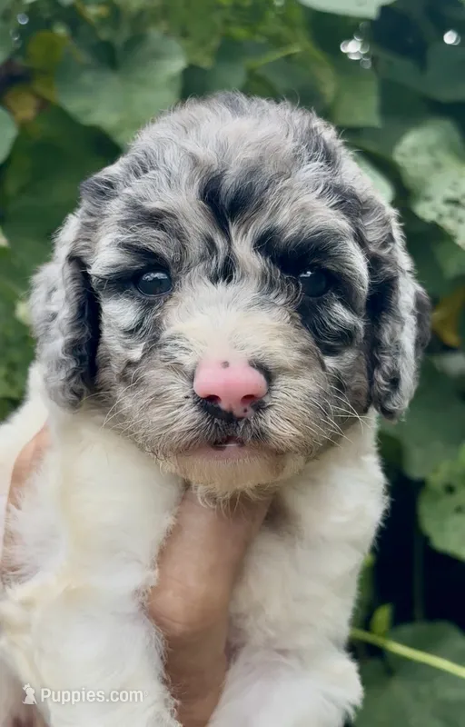 Bluebell. “Regular size” Blue Merle – Cockapoo puppy for sale in Ruskin, FL