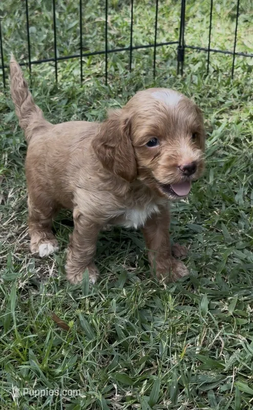 Blue  – Cockapoo puppy for sale in Ruskin, FL