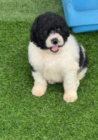 Medium size. Health tested parents, a male Miniature Bernedoodle for sale in Tampa, FL – 5 of 5