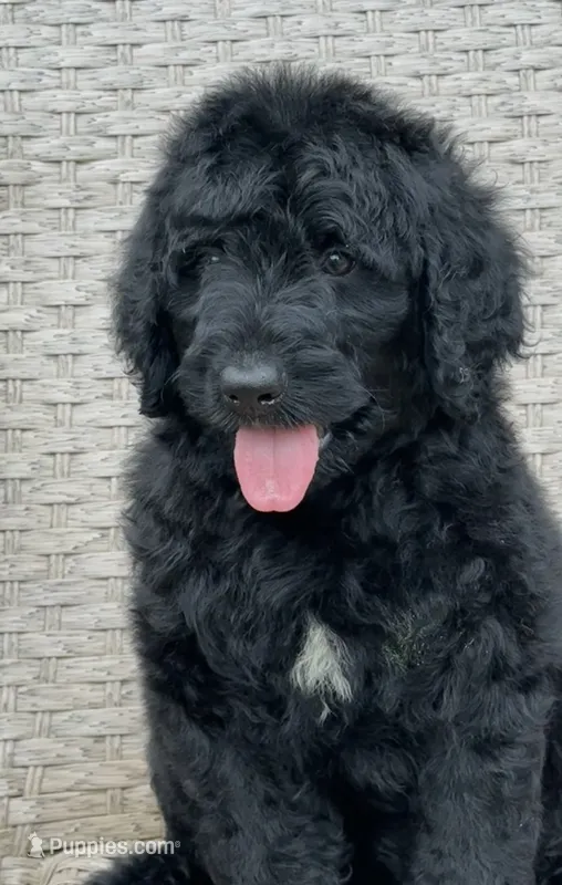Medium size. Parents health tested. – Bernedoodle puppy for sale in Tampa, FL