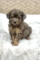Tucker, a male Miniature Aussiedoodle for sale in Tampa, FL – 1 of 4