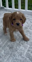 Purple F1, a female Cockapoo for sale in Sun City Center, FL – 8 of 8