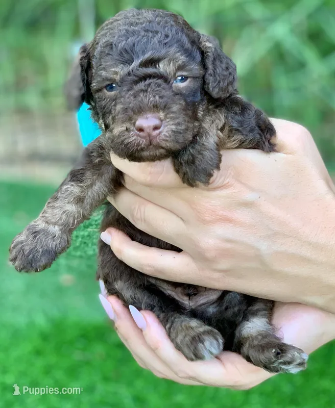 Teddy the Chowdoodle – Chow Chow puppy for sale in Tampa, FL
