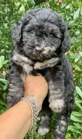 Marble, a male Chow Chow and Poodle - Toy  for sale in Tampa, FL – 8 of 10