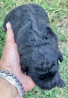 Luna standard Chowdoodle, a female Chow Chow for sale in Tampa, FL – 5 of 6