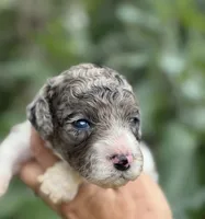 Tania, a female Cockapoo for sale in Ruskin, FL – 3 of 5