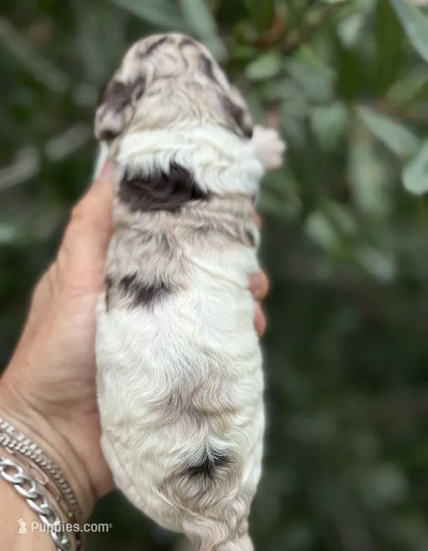 Truffle. “ regular size” chocolate Merle – Cockapoo puppy for sale in Tampa, FL
