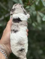 Truffle. “ regular size” chocolate Merle, a male Cockapoo for sale in Tampa, FL – 1 of 10