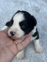 Tania, a female Miniature Aussiedoodle for sale in Ruskin, FL – 2 of 5