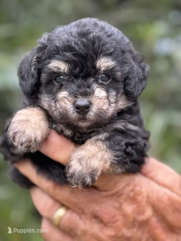 Tiny Morkiepoo  – Poodle - Toy , Morkie puppy for sale in Tampa, FL