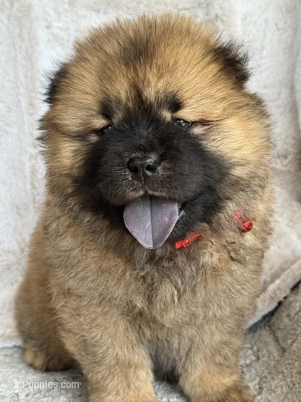 Sakura – Chow Chow puppy for sale in Ruskin, FL