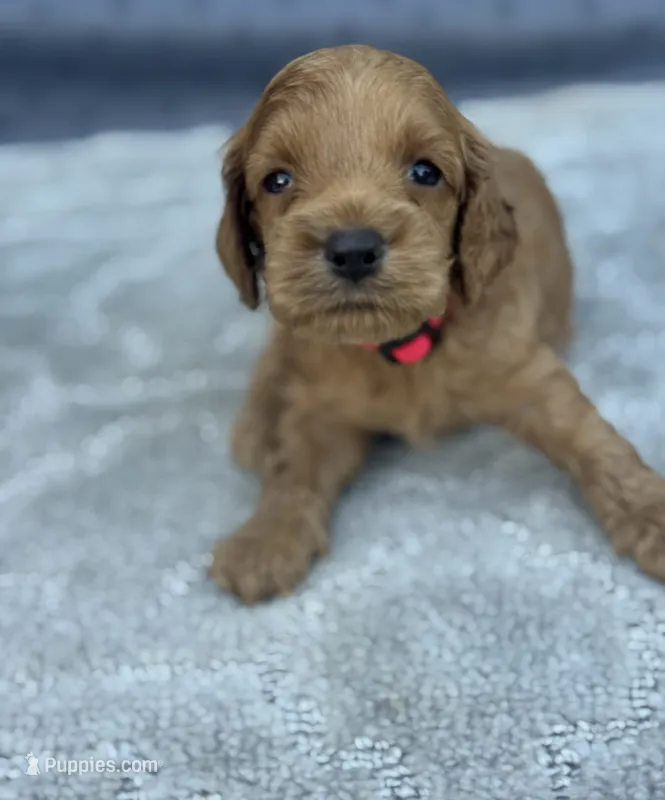Red F1 – Cockapoo puppy for sale in Tampa, FL