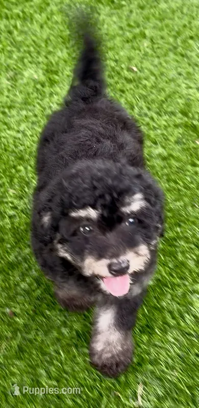 Anna tiny Chowdoodle – Chow Chow, Poodle - Toy  puppy for sale in Tampa, FL