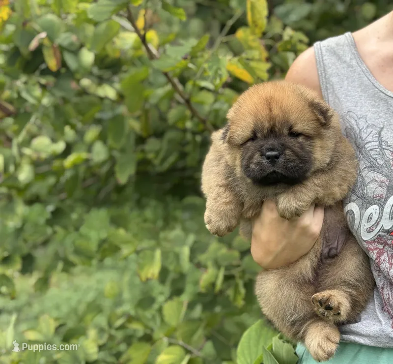 Kuma – Chow Chow puppy for sale in Ruskin, FL