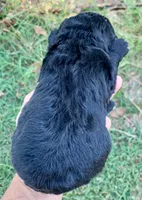Luna standard Chowdoodle, a female Chow Chow for sale in Tampa, FL – 3 of 6