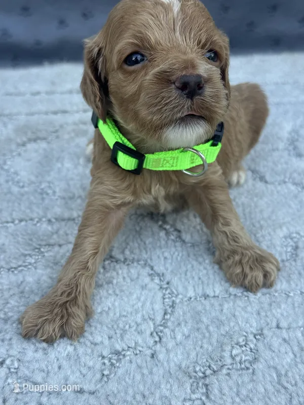 Green F1 – Cockapoo puppy for sale in Tampa, FL