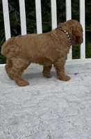 Black F1 PENDING , a male Cockapoo for sale in Sun City Center, FL – 3 of 9
