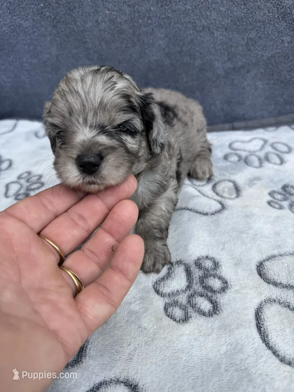 Topaz F1b  – Miniature Aussiedoodle puppy for sale in Tampa, FL
