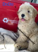 Chowdoodle, a  Chow Chow and Poodle - Miniature  for sale in Tampa, FL – 2 of 10