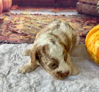 Patsy one blue eye, a female Cockapoo for sale in Ruskin, FL – 5 of 10