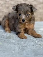 Nova, a female Miniature Aussiedoodle for sale in Tampa, FL – 4 of 7