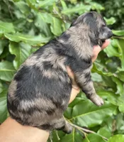 Camo  mini Chowdoodle from DoDo parents , a male Chow Chow and Poodle - Miniature  for sale in Tampa, FL – 4 of 8