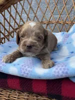 Blue , a female Cockapoo for sale in Ruskin, FL – 2 of 3