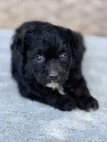 Millie, a female Miniature Aussiedoodle for sale in Tampa, FL – 2 of 2