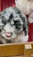 Bluebell., a female Cockapoo for sale in Ruskin, FL – 2 of 10