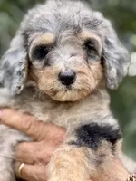 Bluebell medium size from health tested parents, a female Bernedoodle for sale in Tampa, FL – 4 of 6