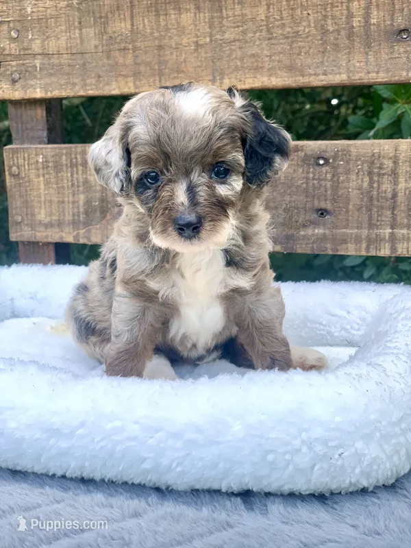 Zara  parents health tested. – Miniature Aussiedoodle puppy for sale in Tampa, FL