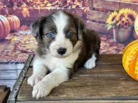 Amy.       Blue eyes, a female Miniature Aussiedoodle for sale in Ruskin, FL – 6 of 10