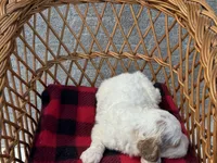 Chanel, a female Cockapoo for sale in Ruskin, FL – 4 of 4