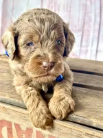 Chip. Chocolate Merle phantom with blue eyes, a male Cockapoo for sale in Ruskin, FL – 4 of 6