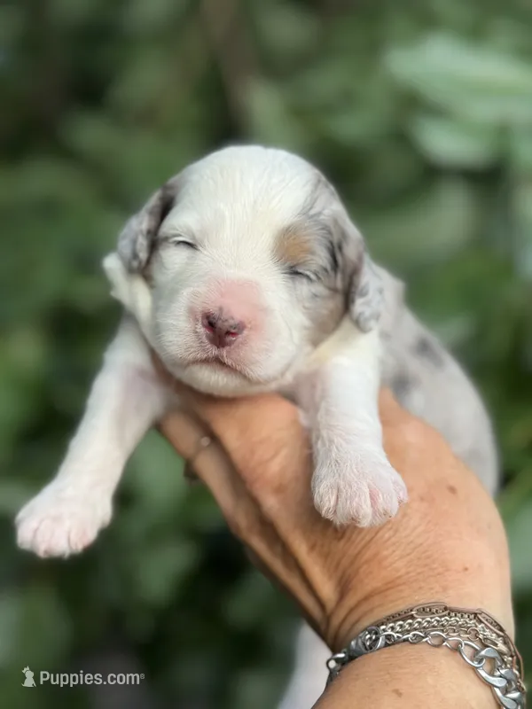 Diamond F1b – Miniature Aussiedoodle puppy for sale in Tampa, FL