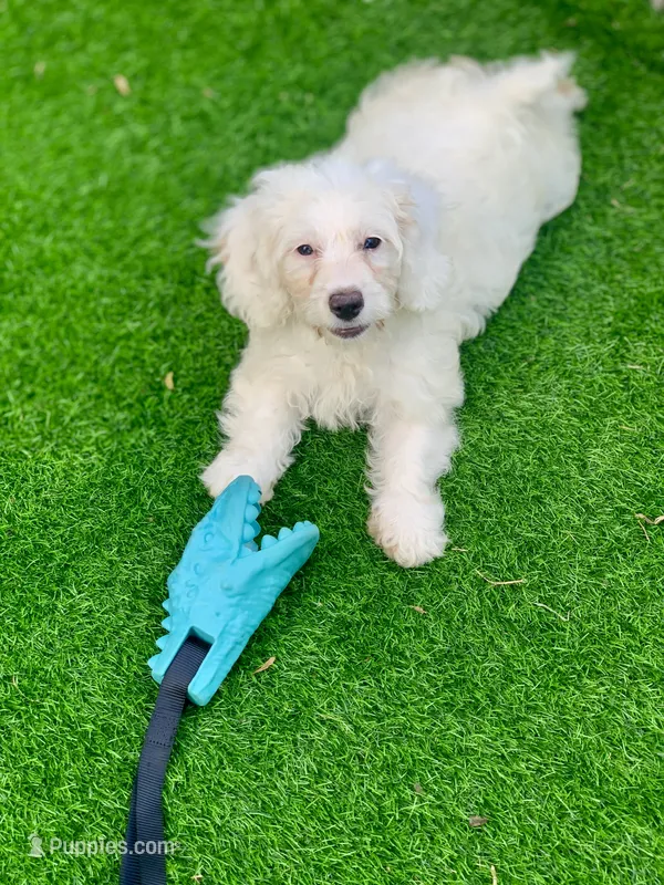 Blanca Mini Cockapoo  – Cockapoo puppy for sale in Tampa, FL