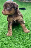 Mocha.  Parents health tested, a female Miniature Aussiedoodle for sale in Tampa, FL – 5 of 10