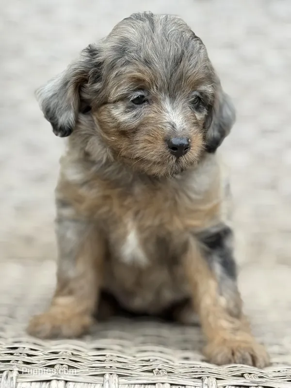 Nova – Miniature Aussiedoodle puppy for sale in Tampa, FL