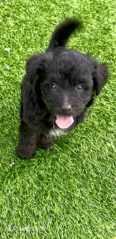Onyx. Parents health tested – Miniature Aussiedoodle puppy for sale in Tampa, FL