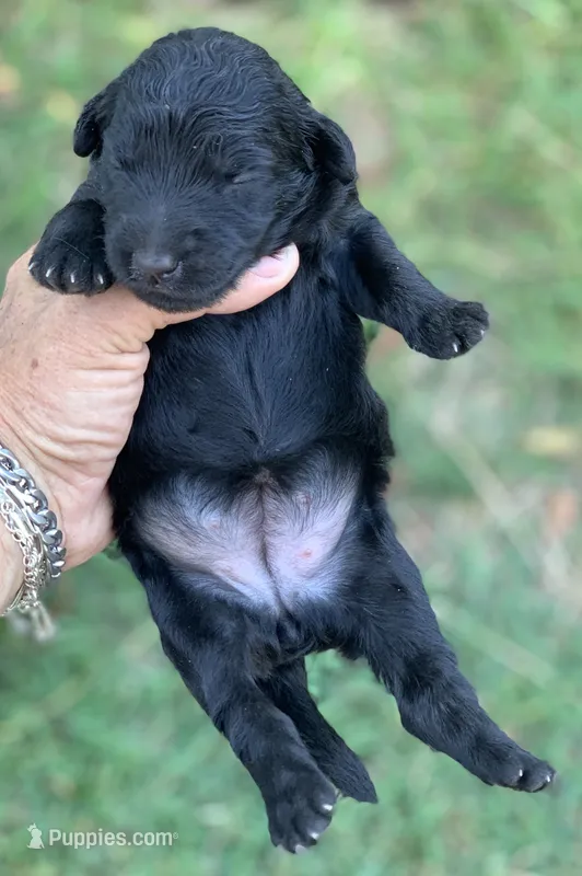 Luna standard Chowdoodle. Health tested parents – Chow Chow puppy for sale in Tampa, FL