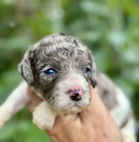 Tania, a female Cockapoo for sale in Ruskin, FL – 2 of 5