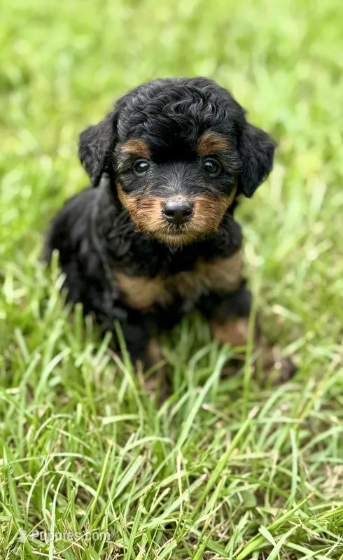 Maple.  Parents health tested  – Miniature Aussiedoodle puppy for sale in Tampa, FL