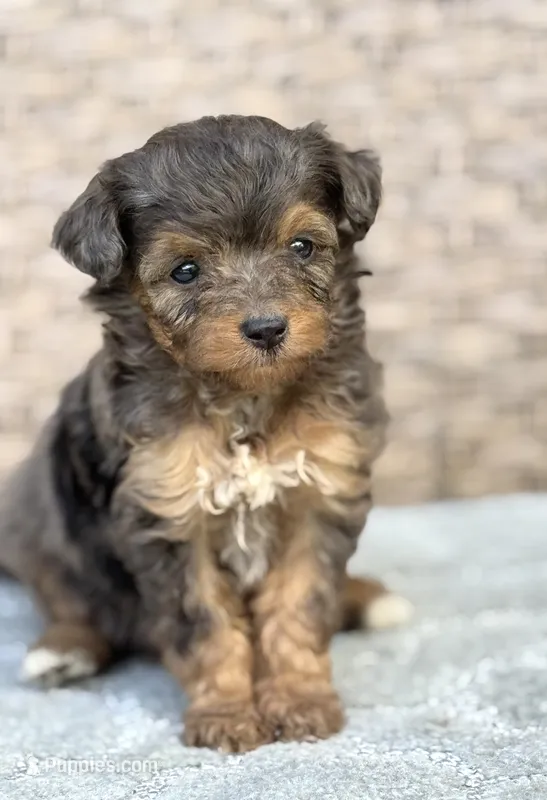 Winnie – Miniature Aussiedoodle puppy for sale in Tampa, FL