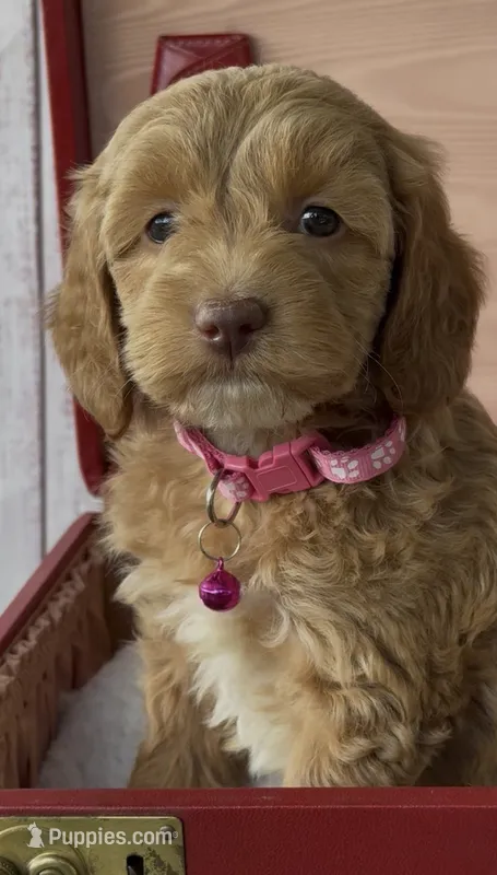Pink – Cockapoo puppy for sale in Ruskin, FL