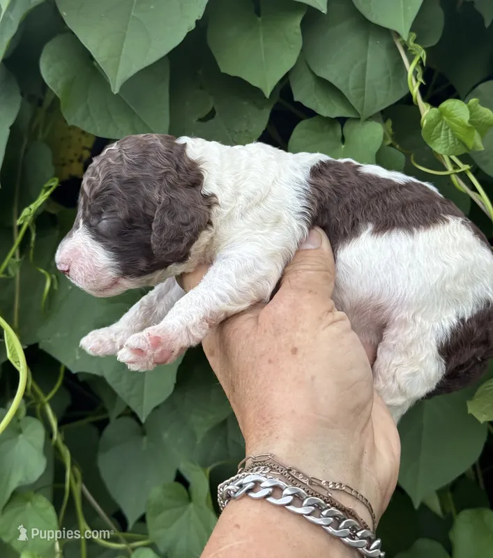 Brownie  “ regular size “ – Cockapoo puppy for sale in Tampa, FL