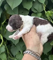 Brownie  “ regular size “, a male Cockapoo for sale in Tampa, FL – 4 of 9