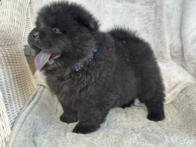 Bao – Chow Chow puppy for sale in Ruskin, FL